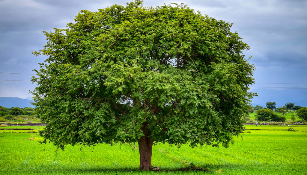 Giornata Mondiale per la Conservazione della Natura